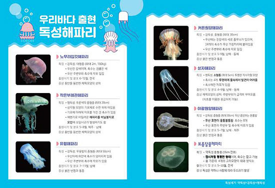 여름철 되자 연안에 독성 해파리 출현,, 쏘이면 즉시 물 밖으로 나와야
